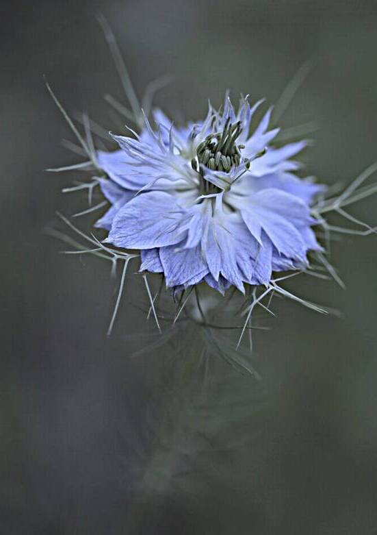 Floral by Laetitia Servant