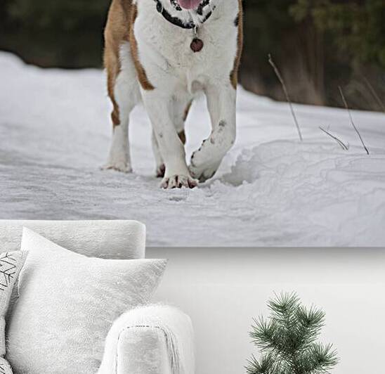 Canine caretaker: A St. Bernard rescuing a lost hiker in snowy terrain. by badryano