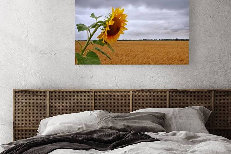 Summer Storm - Sunflower at Harvest Time by Gill Billington