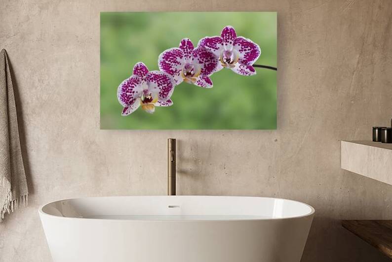 Pink And White Orchid On Green by Gill Billington