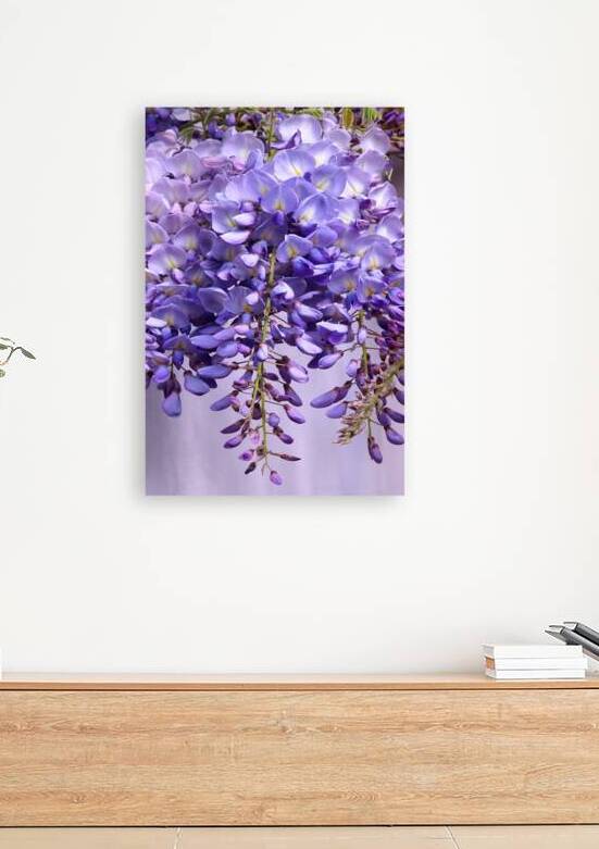 Purple Wisteria Flowers by Gill Billington