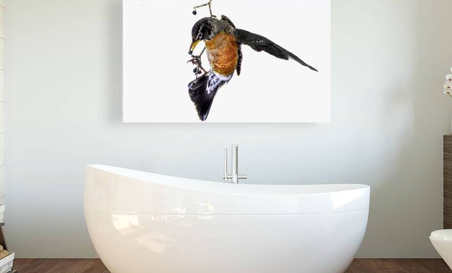 10708 American Robin  by John Gilsenan 