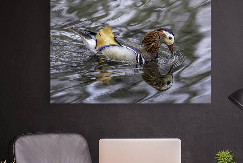 11029 Manderine Duck RDMI by John Gilsenan 