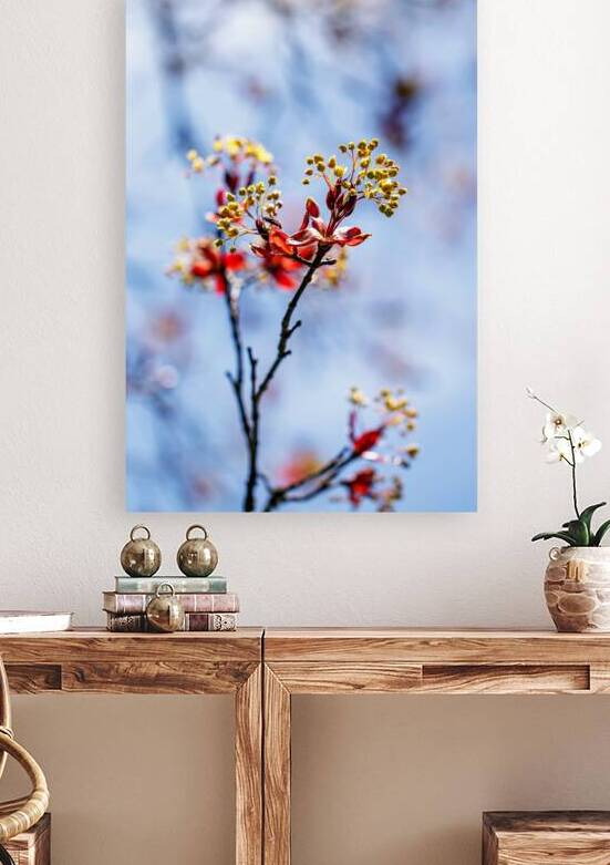 Red maple tree in full bloom by Heather Marie Clark