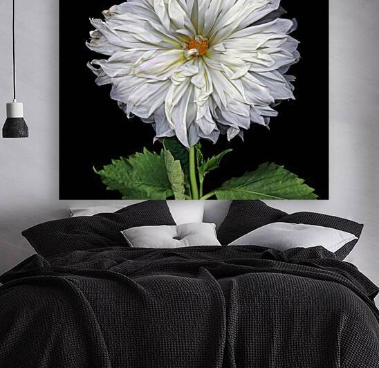 One White Dahlia by Jane Baron