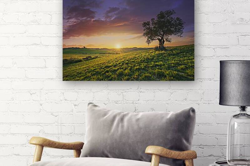 Olive tree at sunset. Maremma countryside landscape. Bibbona Tu by Stefano Orazzini