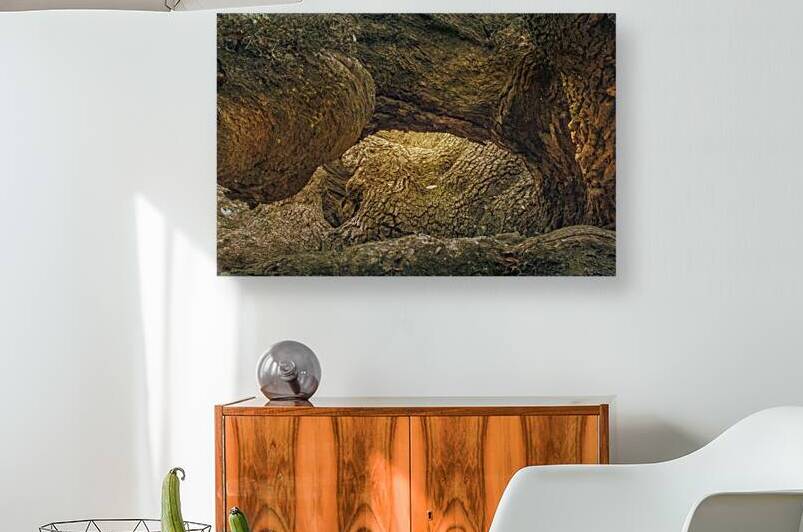 St. Johns Island Angel Oak Tree Branches by Norma Brandsberg Photography