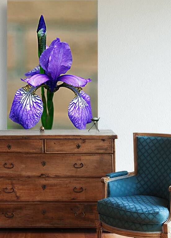 Pale Purple Siberian Iris by Deb Oppermann