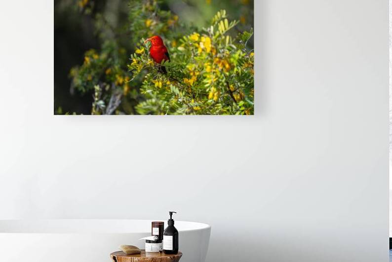 ʻIʻiwi in Mamane by Noah Lang