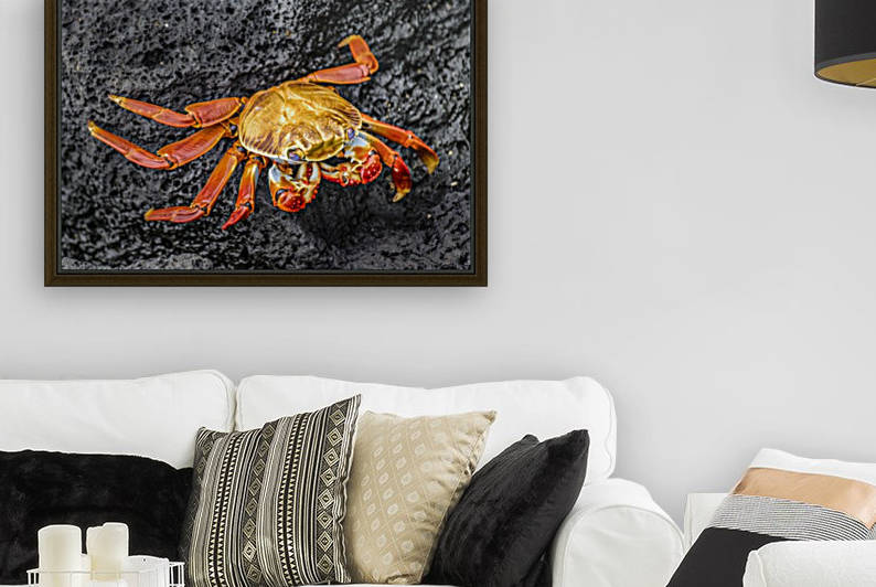 Colored Crab at Galapagos Island, Ecuador by Daniel Ferreia Leites Ciccarino