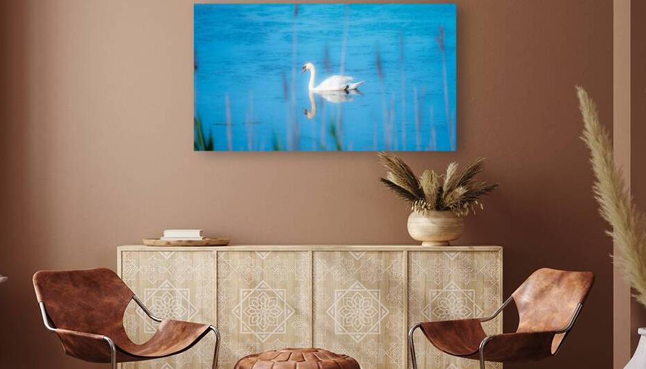 Swan on Bunker Pond by Jason Fink