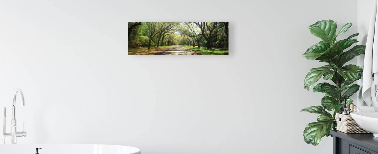 Live Oaks & Spanish Moss Wormsloe State Historic Site Savannah Georgia 85285 by Panoramic Images