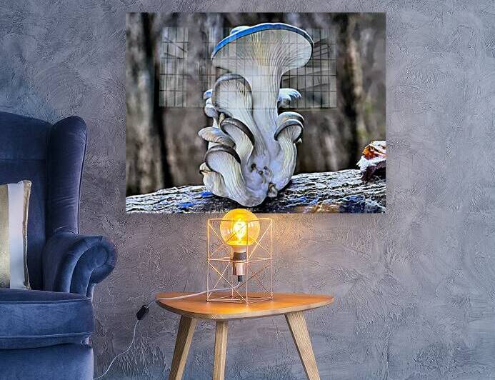 Magic Mushrooms by Shea Michaels