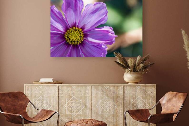 Portrait of a Cosmos in full bloom by Heather Marie Clark