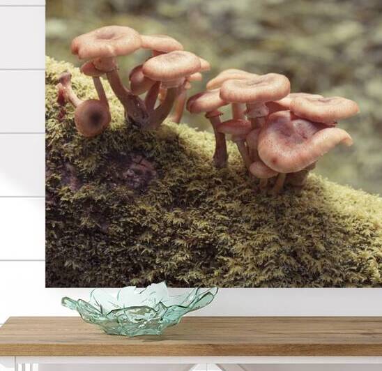 Mushrooms by Assaf Frank