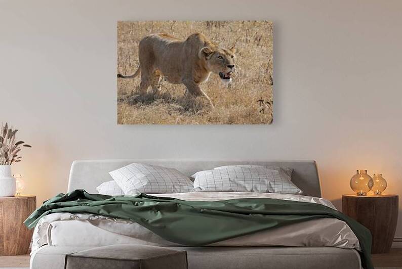 Lioness Stalking by Gill Billington