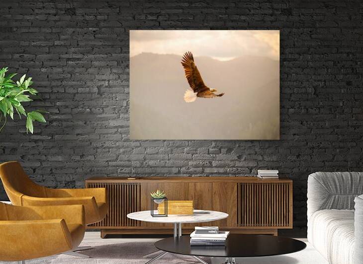 Soaring Eagle at Golden Hour by Brad Millett Photography