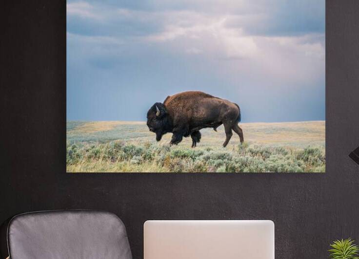 Buffalo by Brad Millett Photography