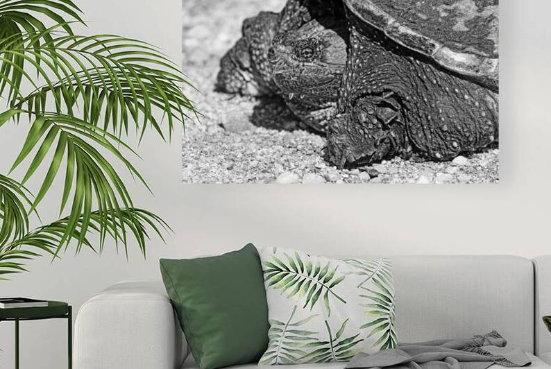 Snapping Turtle Black And White by Deb Oppermann