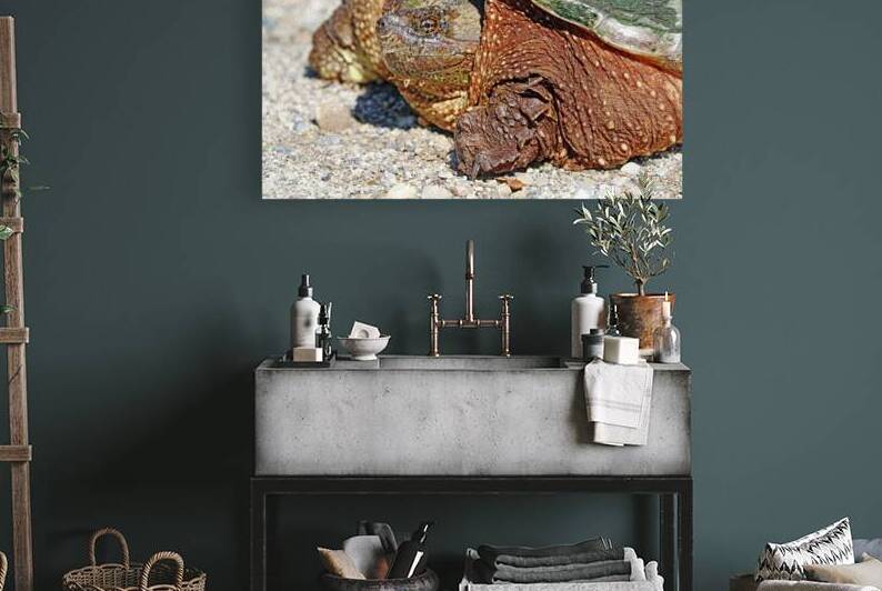 Snapping Turtle by Deb Oppermann