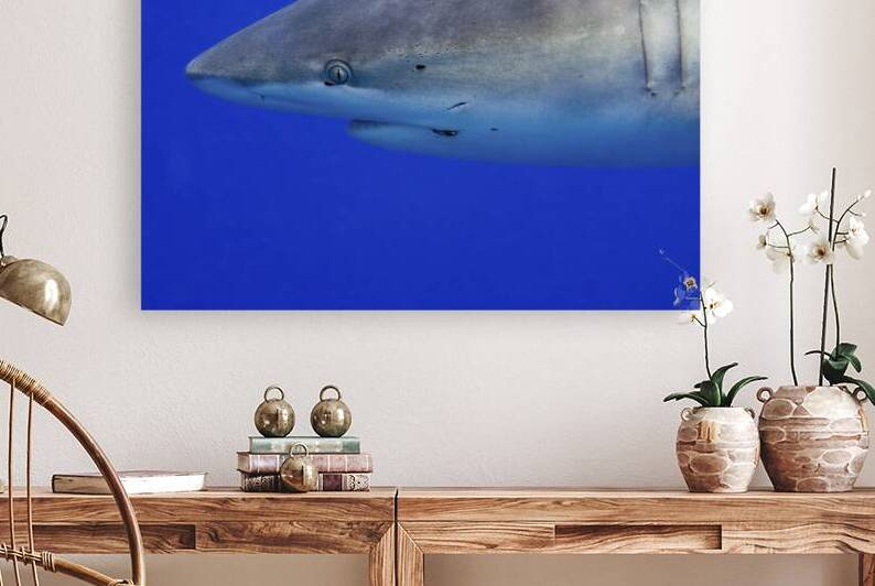 Chummy by DeepEarth Photography