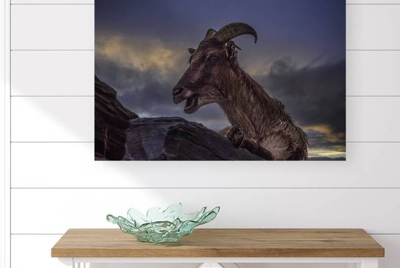 10895 Big Horned Sheep by John Gilsenan 