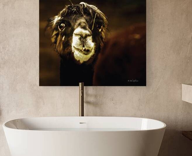 11270 Alpaca 2989 by John Gilsenan 