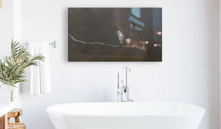 11481 Great Egret Ardea alba by John Gilsenan 