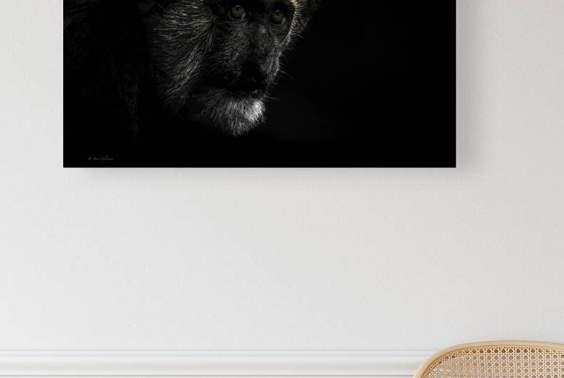 11456 Guereza Monkey by John Gilsenan 