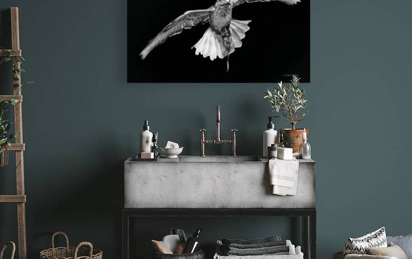 10774 Gyrfalcon.Falco rusticolus by John Gilsenan 