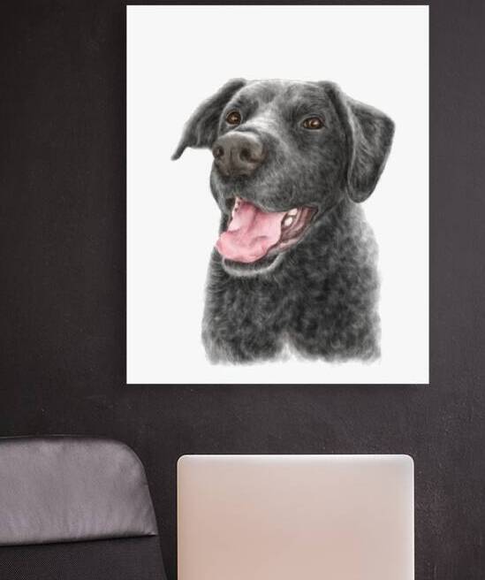 Black labrador retriever dog portrait by Kevin Miller Photography