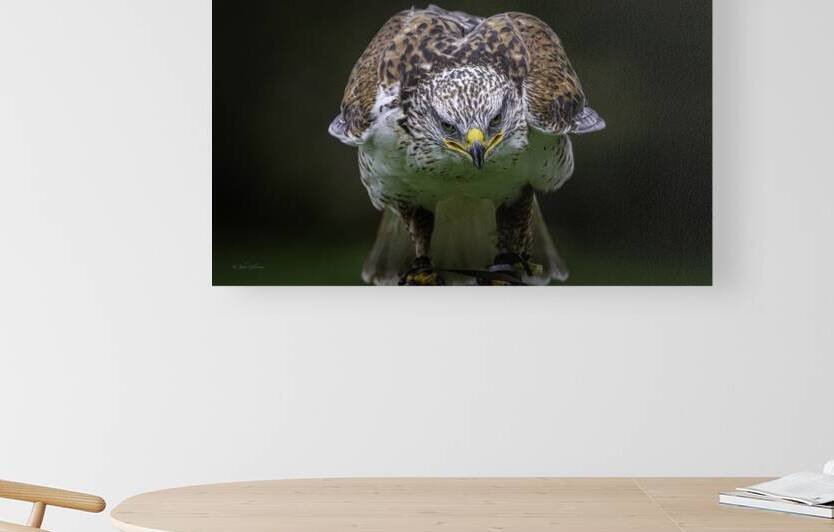 11485 Gyrfalcon.Falco rusticolus by John Gilsenan 