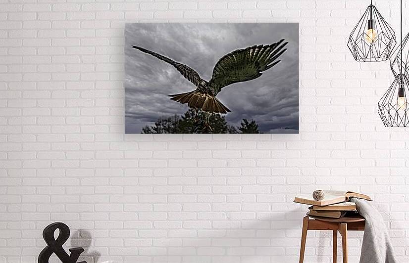 10466 Red Tailed Hawk  by John Gilsenan 