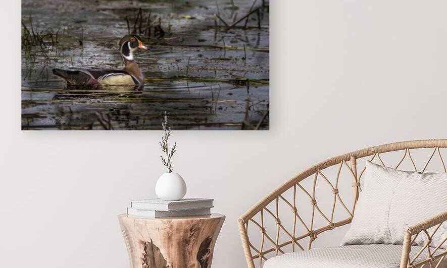 11465 Wood Duck by John Gilsenan 