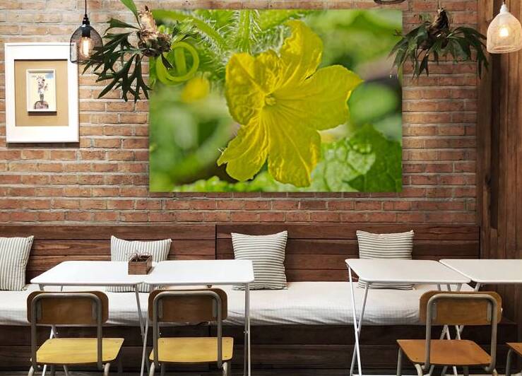 Yellow Cucumber Flower II by Iris H Richardson