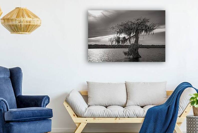 One Lone Cypress Silhouette by Norma Brandsberg Photography