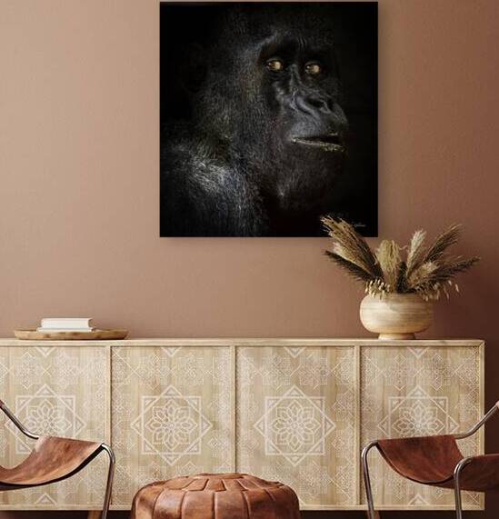 10444 Western Lowland Gorilla  by John Gilsenan 