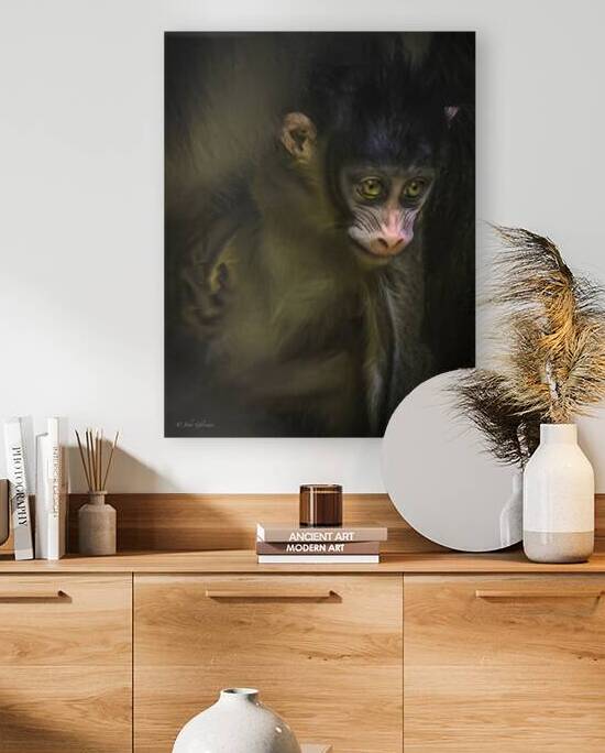 10428 New Born Mandrill Monkey  by John Gilsenan 