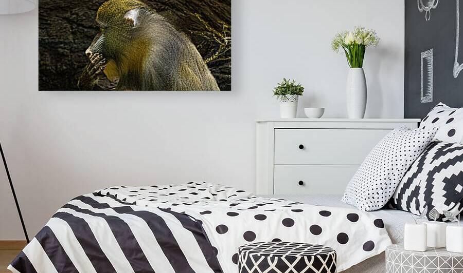 11275 Mandrill Monkey Pensive by John Gilsenan 