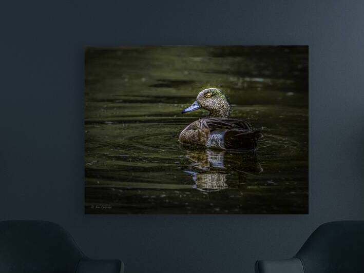 11022 American Widgeon by John Gilsenan 