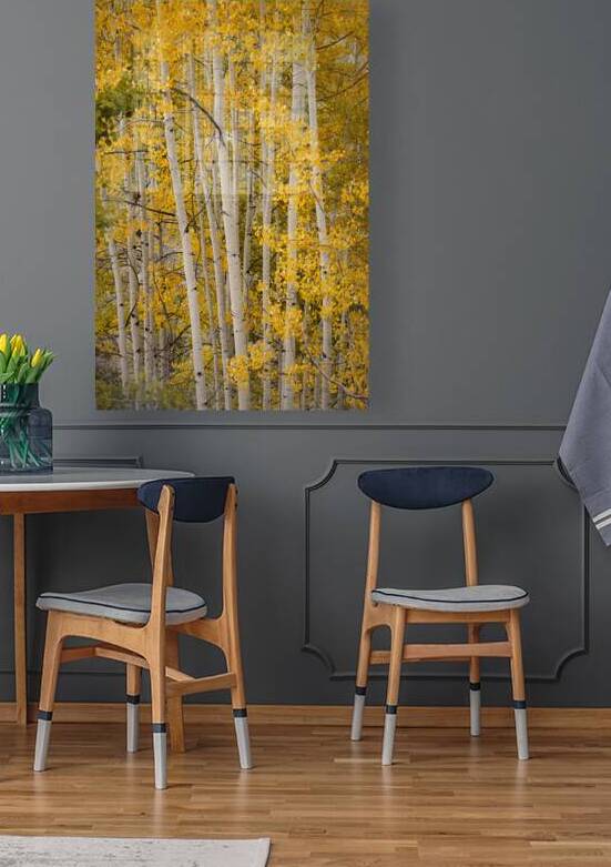 Aspens in the Fall by Images By Jon Evan