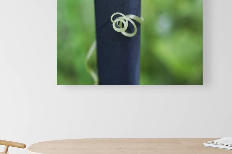 Cucumber Tendril Coiled around Black Steel by Iris H Richardson