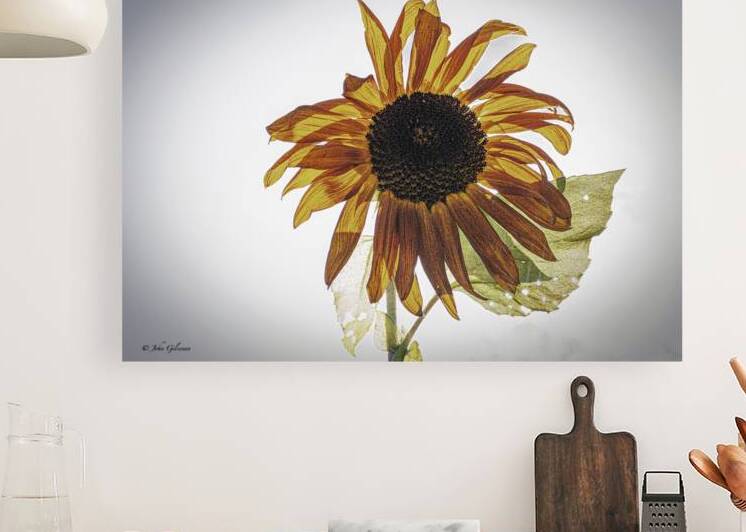 10052 Paper Sunflower  by John Gilsenan 