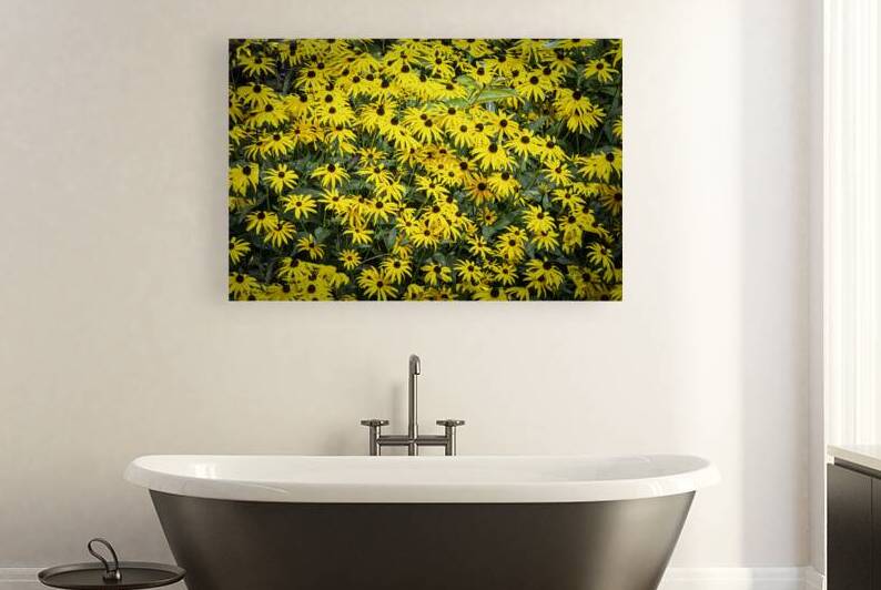 11461 Black Eyed Suzannes by John Gilsenan 