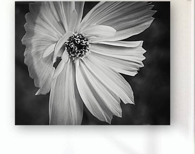 Young Wildflower Black and White by Jason Fink