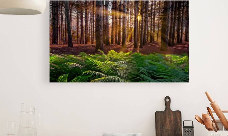 Morning light in the pines by Jim Radford