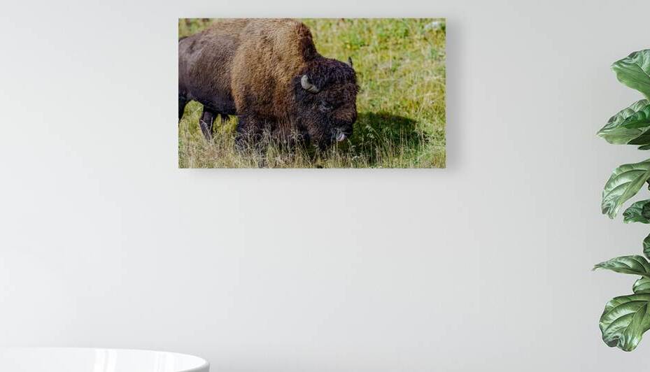 Yellowstone NP 2 by Dubeyscape