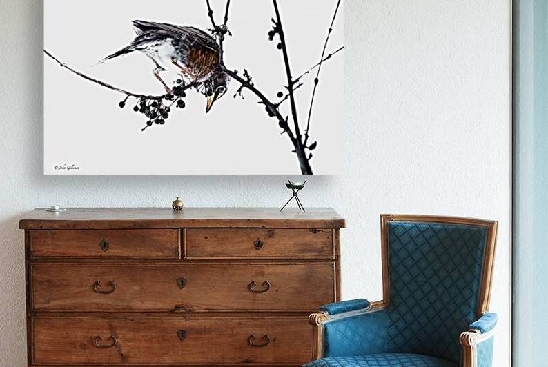 10709 American Robin  by John Gilsenan 