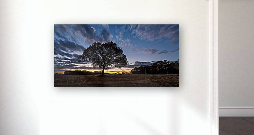 Autumn Oak Tree Sunset Pano by Jennifer White