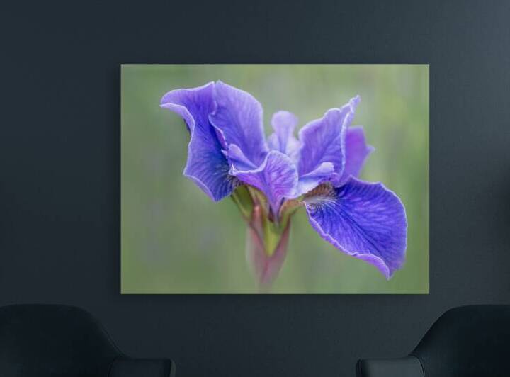 Iris by Pat Campbell